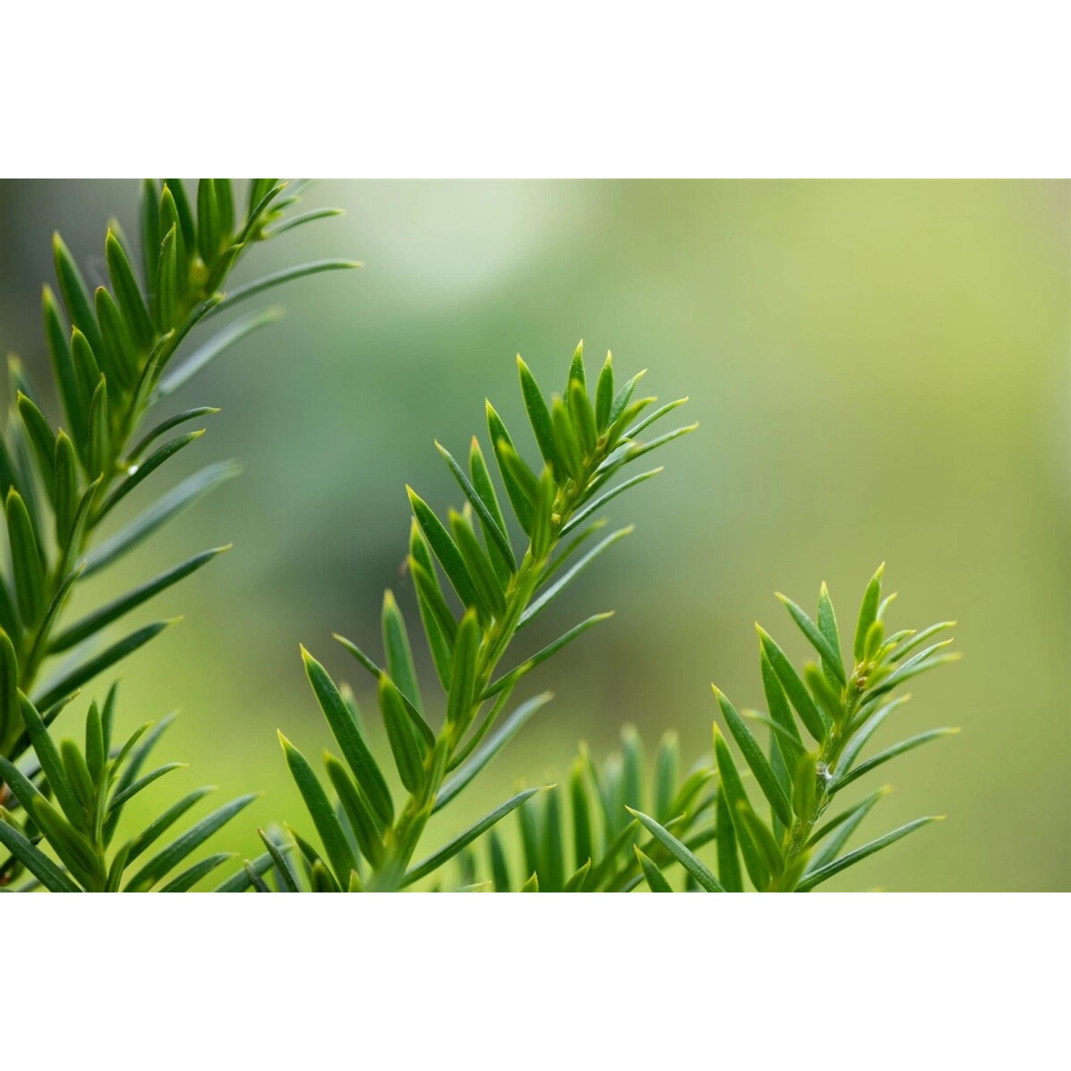 Taxus Baccata Overeynderi Eibe Kugelform 45–50 cm günstig online kaufen