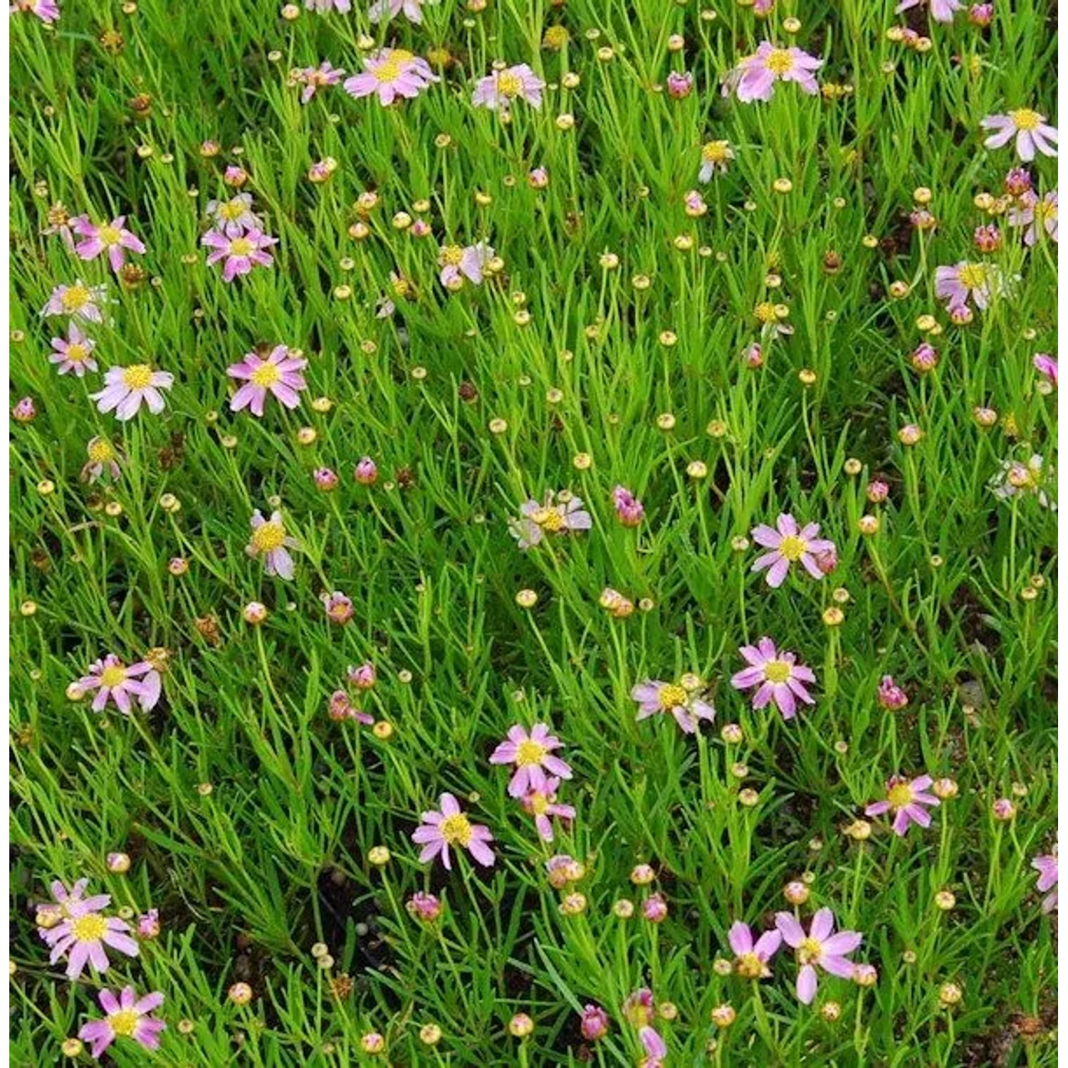 Rosablühendes Schönauge American Dream - Coreopsis rosea