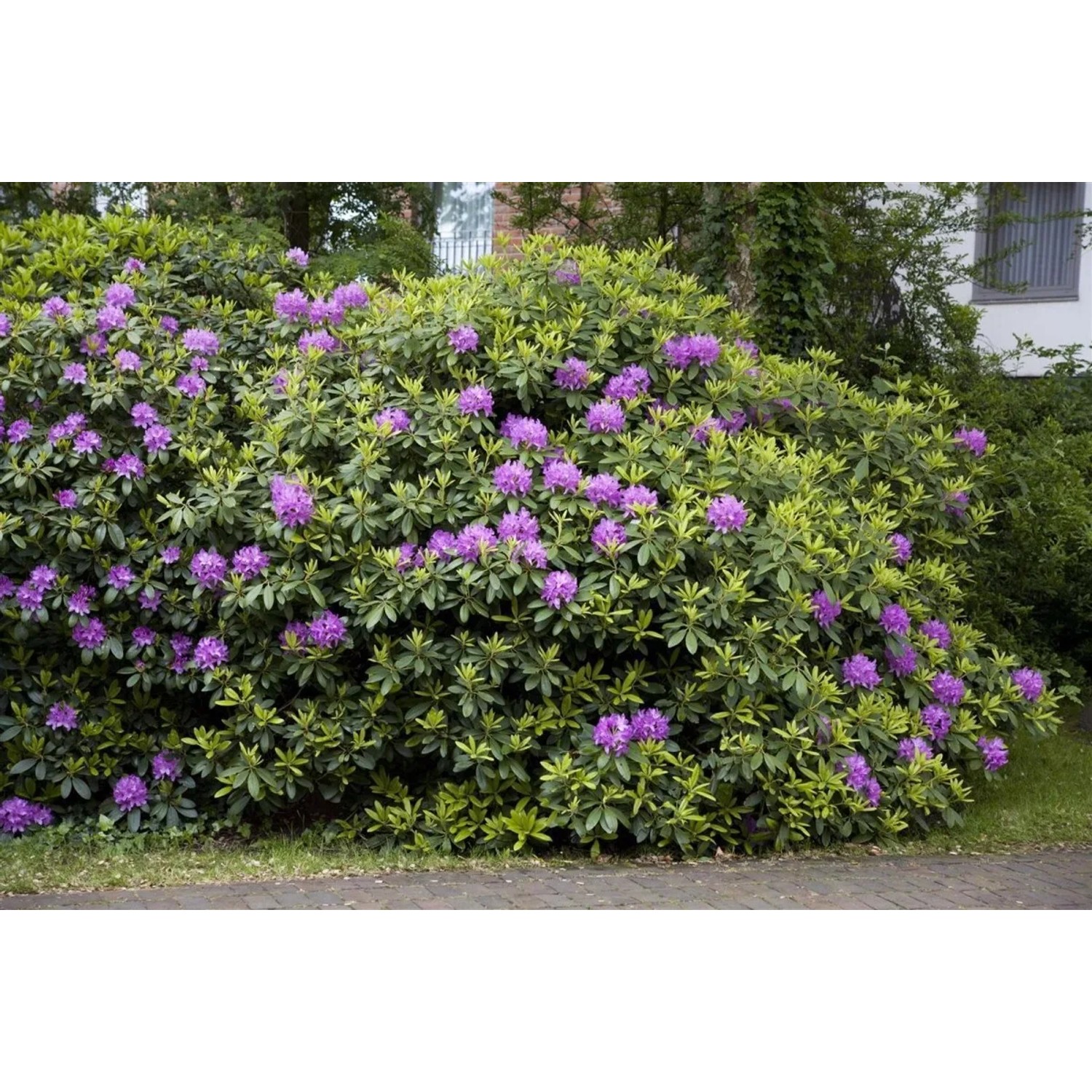 Pflanzen fr dich Rhododendron Catawbiense Grandiflorum Lila 40-50 cm kaufen  bei OBI