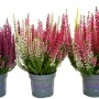 Besenheide Trio Milka Mix im Topf: Herbstpflanze mit lila, rosa und weißen Blüten.
