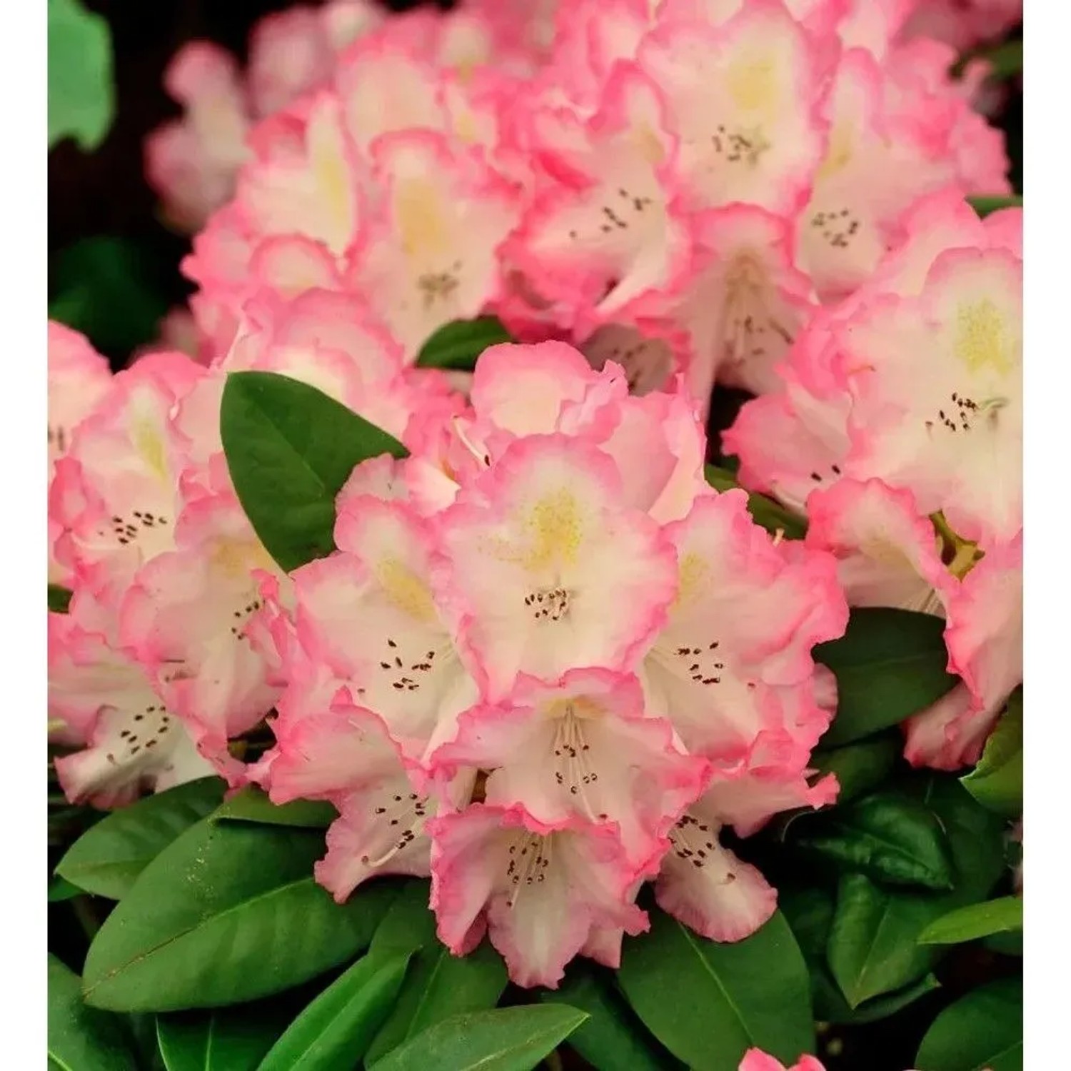 INKARHO - Großblumige Rhododendron Saskia 30-40cm - Alpenrose