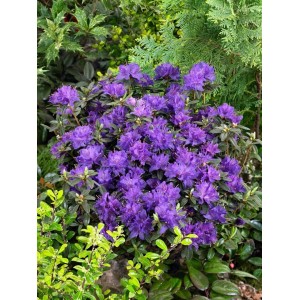 Blauvioletter Rhododendron Russatum Enziana, buschige Pflanze mit üppigen Blüten.