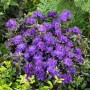 Blauvioletter Rhododendron Russatum Enziana, buschige Pflanze mit üppigen Blüten.