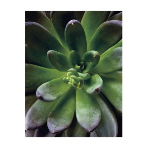 Detailaufnahme des Komar Wandbilds „Succulent Single“ (40x50 cm) mit grüner Sukkulente.