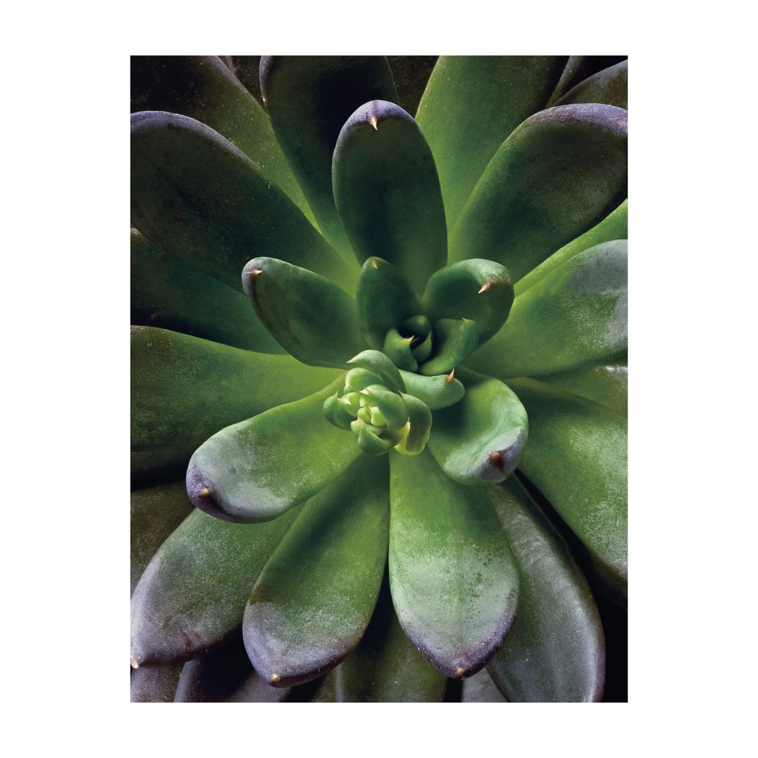 Komar Wandbild Succulent Single 40 cm x 50 cm