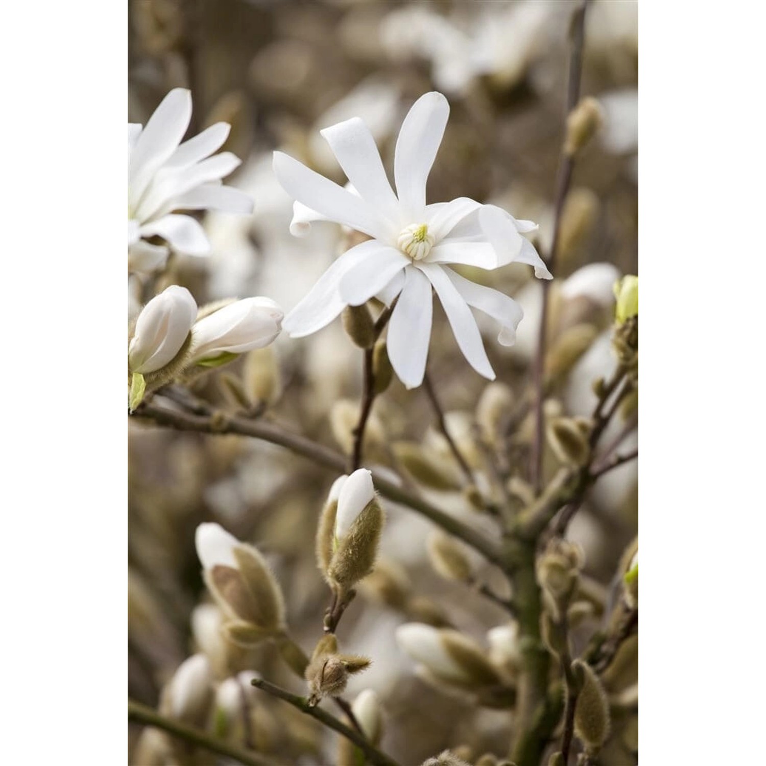 Magnolia Stellata Sternmagnolie Royal Star 100 cm Stammhöhe günstig online kaufen