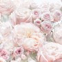 Komar Fototapete Spring Roses, detailreiche Nahaufnahme von rosa Rosenblüten.