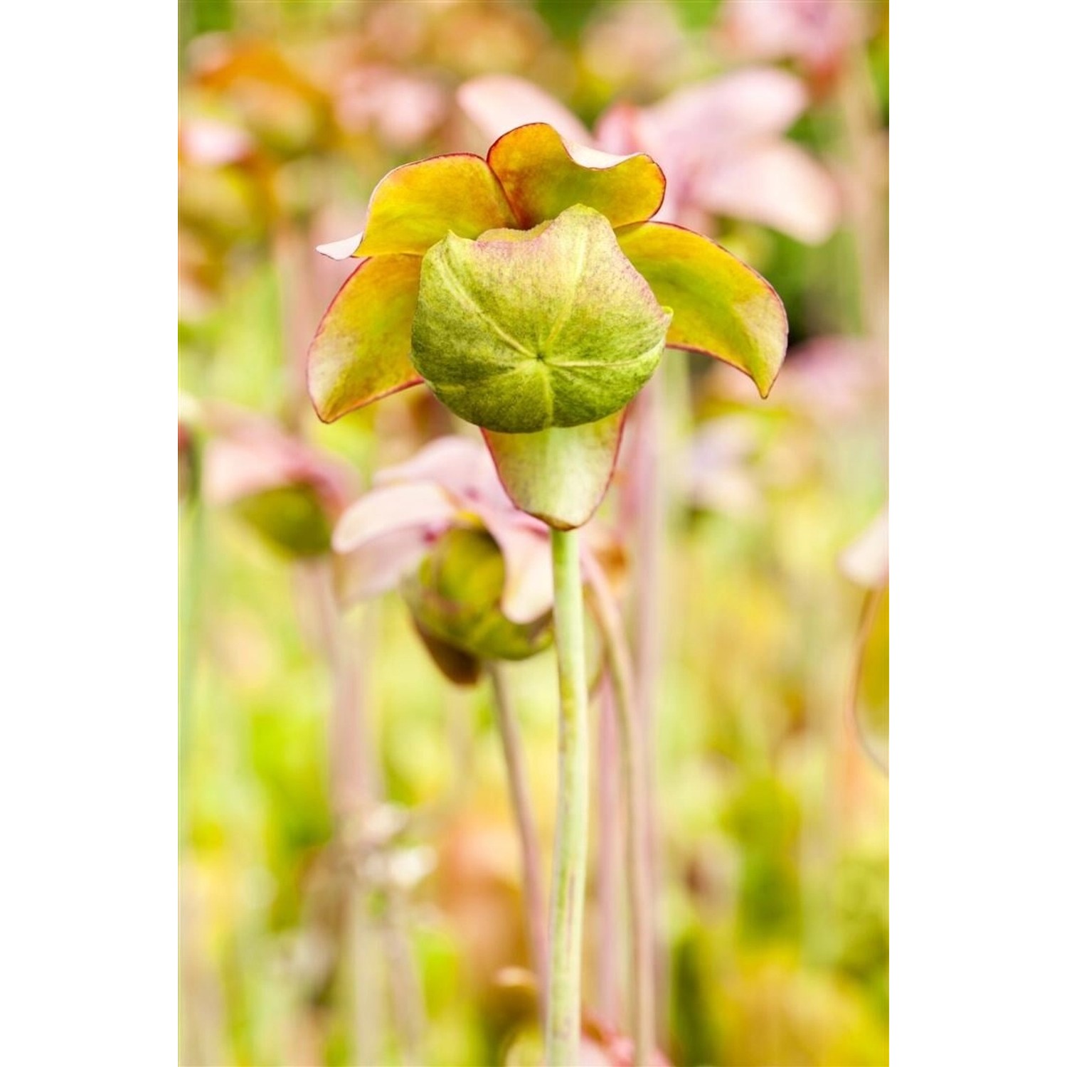 Sarracenia Purpurea Purpurrote Schlauchpflanze Ca. 9x9 cm Topf günstig online kaufen