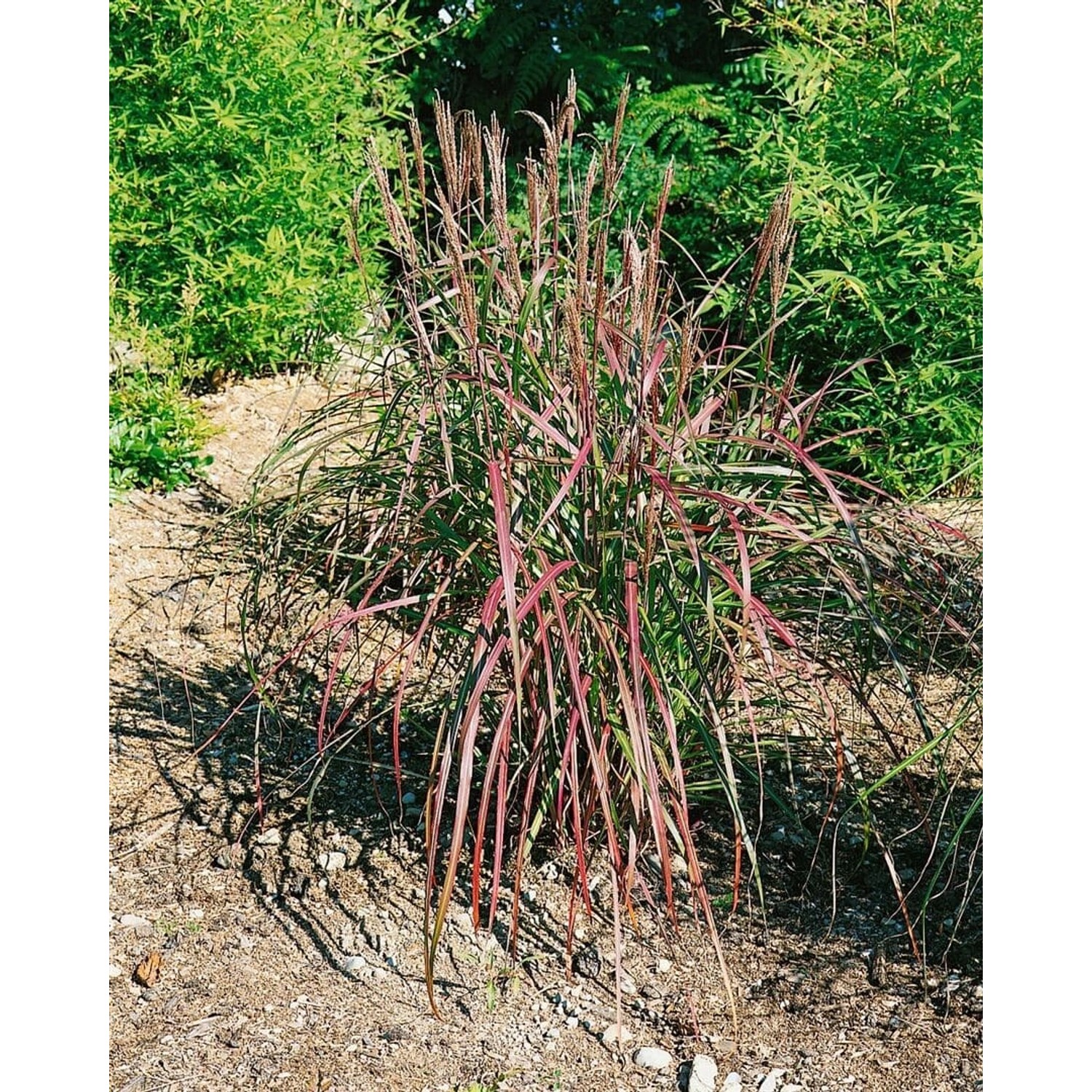 Miscanthus Sinensis Flammenmeer Chinaschilf 3-5 Liter Container günstig online kaufen