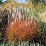 Purpurrotes Chinaschilf (Miscanthus) im Topf, ca. 1,5 m hoch, mit purpurfarbenen Blütenständen.