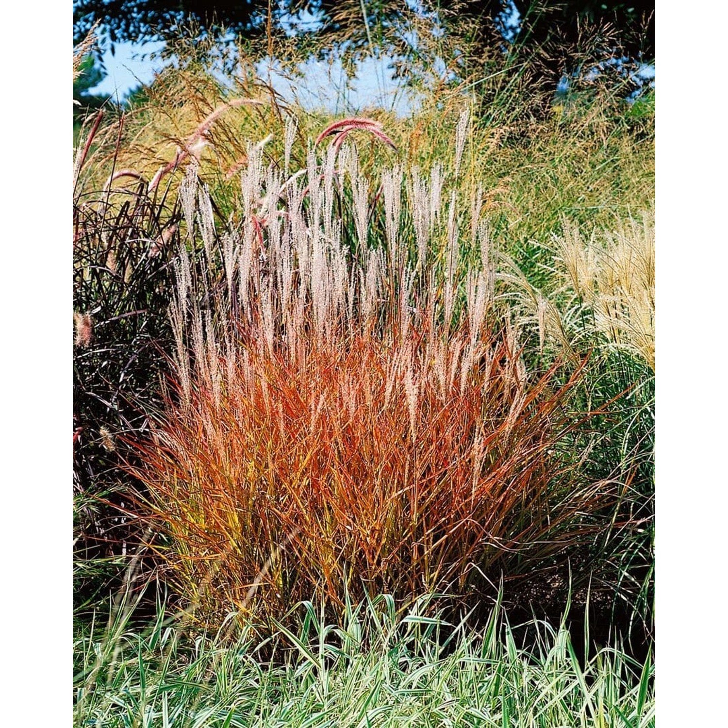 Miscanthus Sinensis Var. Purpurascens Chinaschilf Purpurrot Ca. 11x11 cm To günstig online kaufen