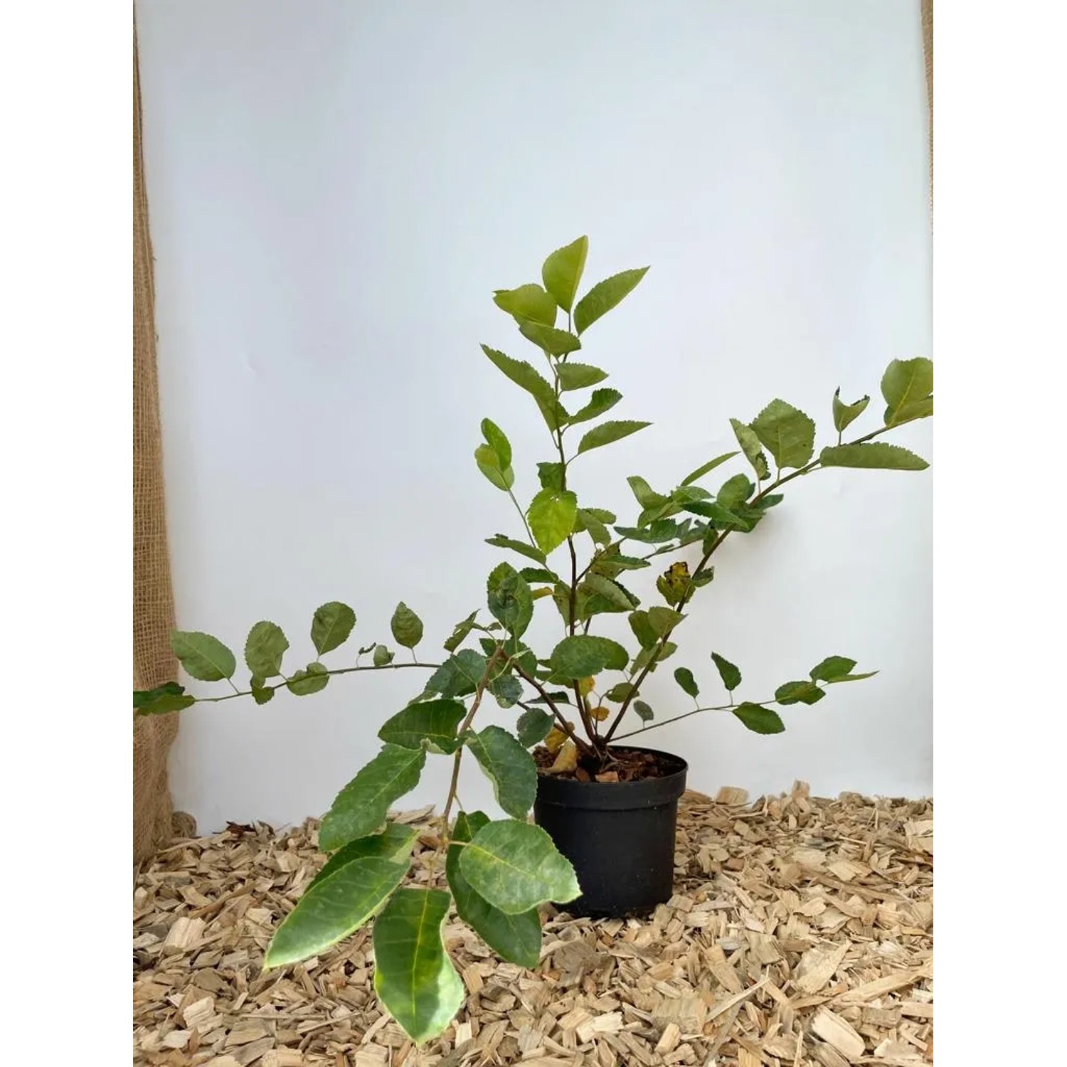 Baumfink (Kupfer-Felsenbirne) als Topfpflanze, ca. 40-60 cm hoch.