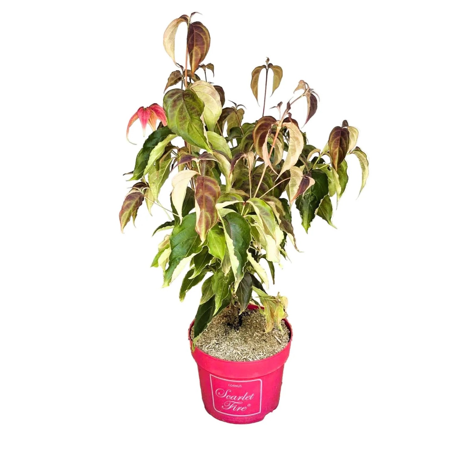 Baumfink Japanischer Blumen Hartriegel Scarlet Fire als Topfpflanze 40-60cm