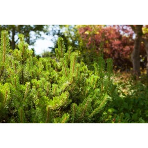 Nahaufnahme der grünen Bergkiefer Pinus Mugo Mughus, 50–60 cm hoch, im Garten.