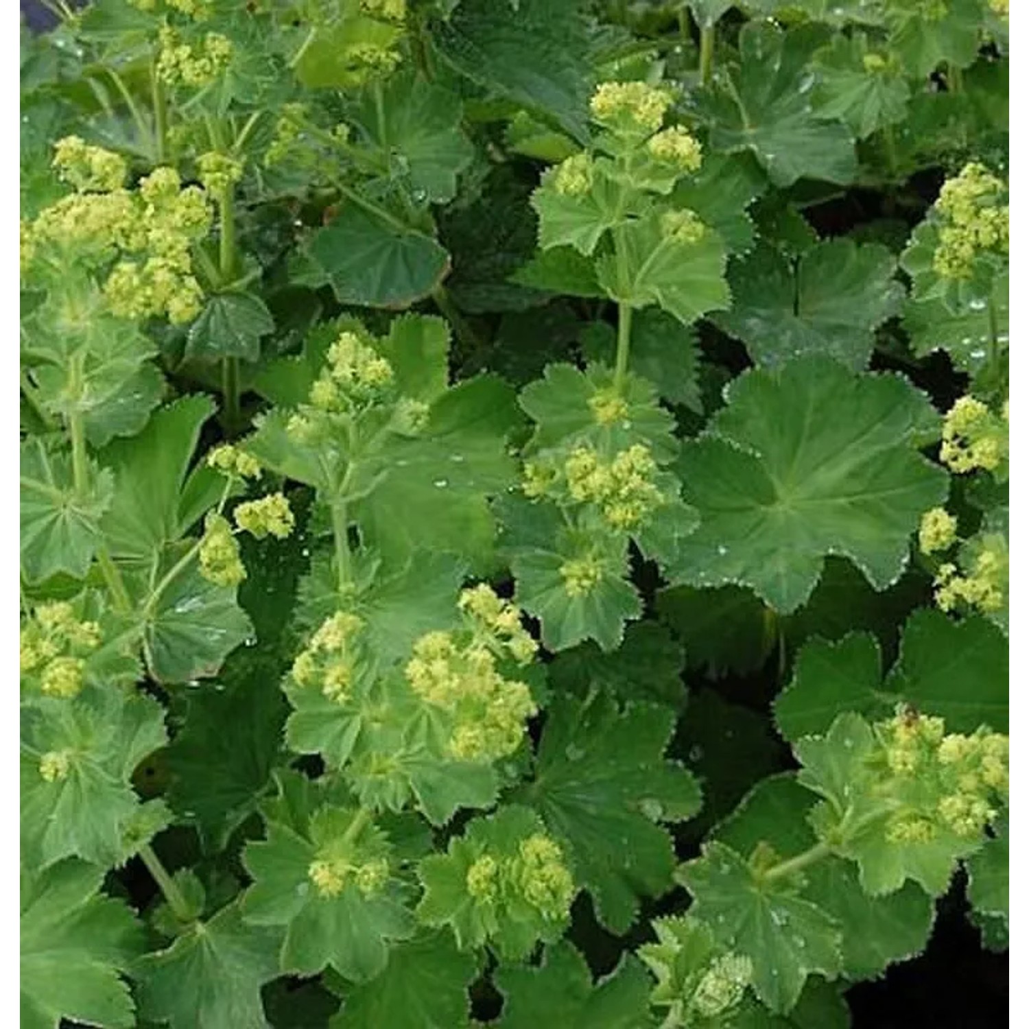 Gelbgrüne Frauenmantel - Alchemilla xanthochlora