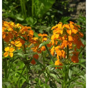 Orange blühender Schöterich (Erysimum allionii) im Garten.