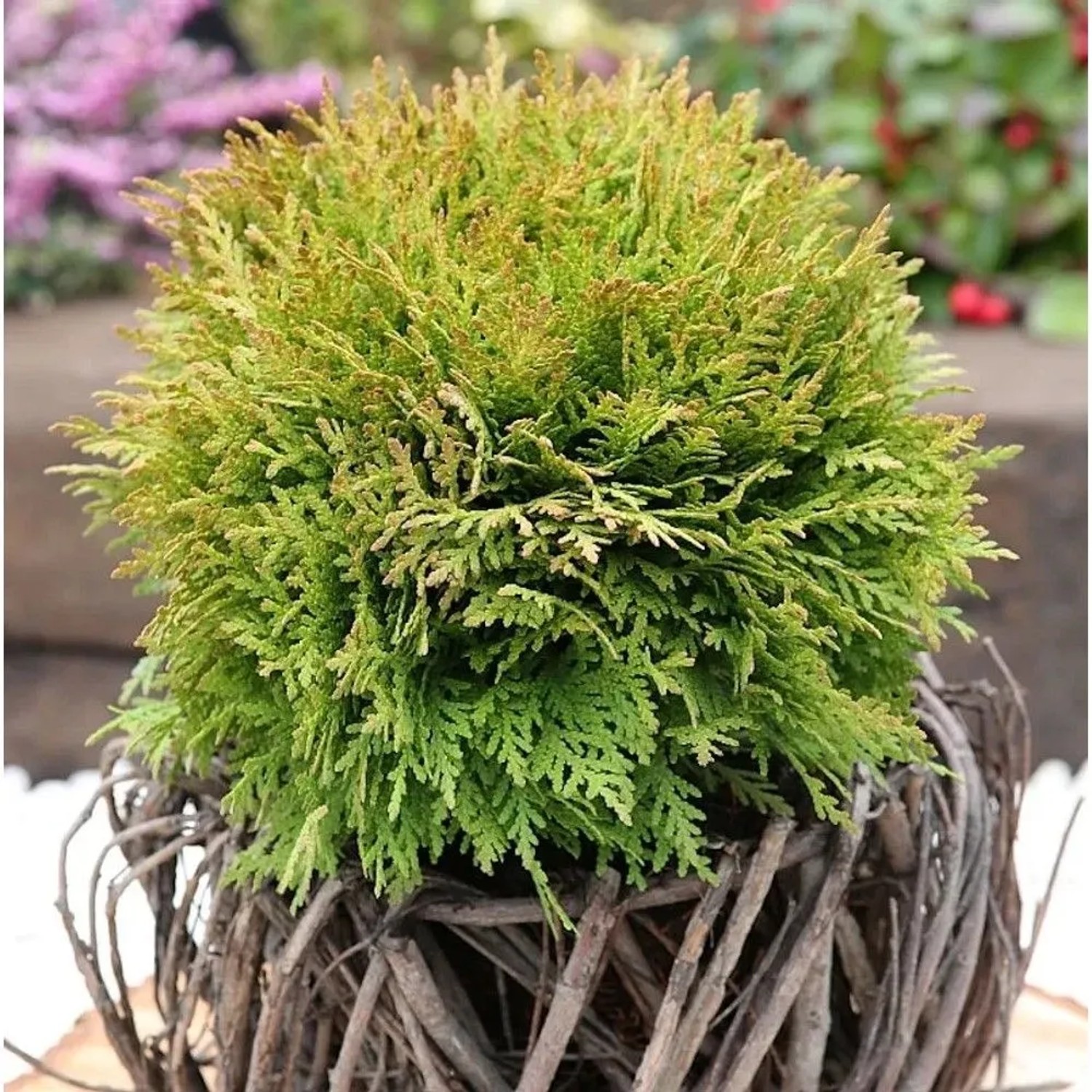 Kugel Lebensbaum Mirjam 10-15cm - Thuja occidentalis
