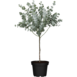 Eukalyptus Azura Stämmchen im Topf, ca. 15 cm Topf-Ø. Kübelpflanze mit silbrig-grünen Blättern.