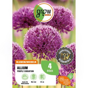 GROW by OBI Zierlauch Purple Sensation, 4 Stück. Violette Allium Blumenzwiebeln für Beet und Garten.