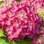 Nahaufnahme der leuchtend roten Blüten der Bauernhortensie Alpenglühen, eine blühende Zimmerpflanze.
