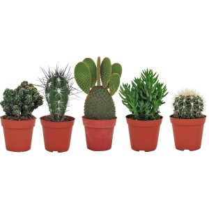 Verschiedene Kakteen im Topf (Ø 8,5 cm) als pflegeleichte Zimmerpflanzen.