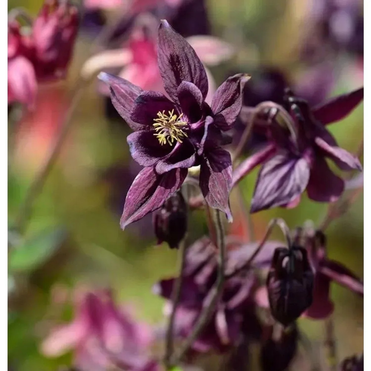 Schwarzviolette Akelei - Aquilegia atrata