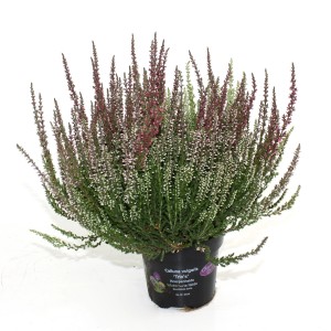 Besenheide Garden Girls Trio im Topf, verschiedene Farben. Winterharte Calluna vulgaris für Beet und Balkon.