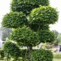 Fagus sylvatica (Rotbuche), 20-30 cm, mehrstämmig mit kugelförmigem Schnitt.
