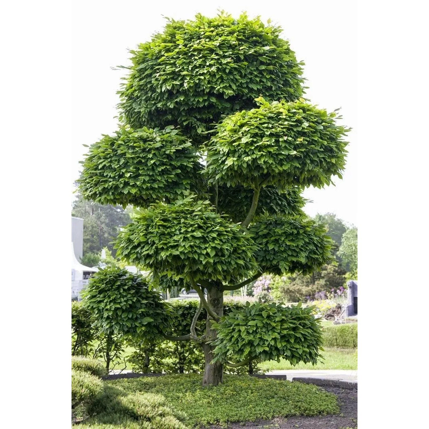 Fagus sylvatica (Rotbuche), 20-30 cm, mehrstämmig mit kugelförmigem Schnitt.