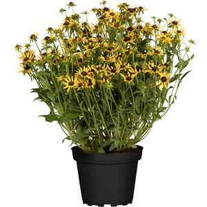Gelber Sonnenhut (Rudbeckia) im Topf, ca. 19 cm Durchmesser. Leuchtende Blüten mit dunkler Mitte.