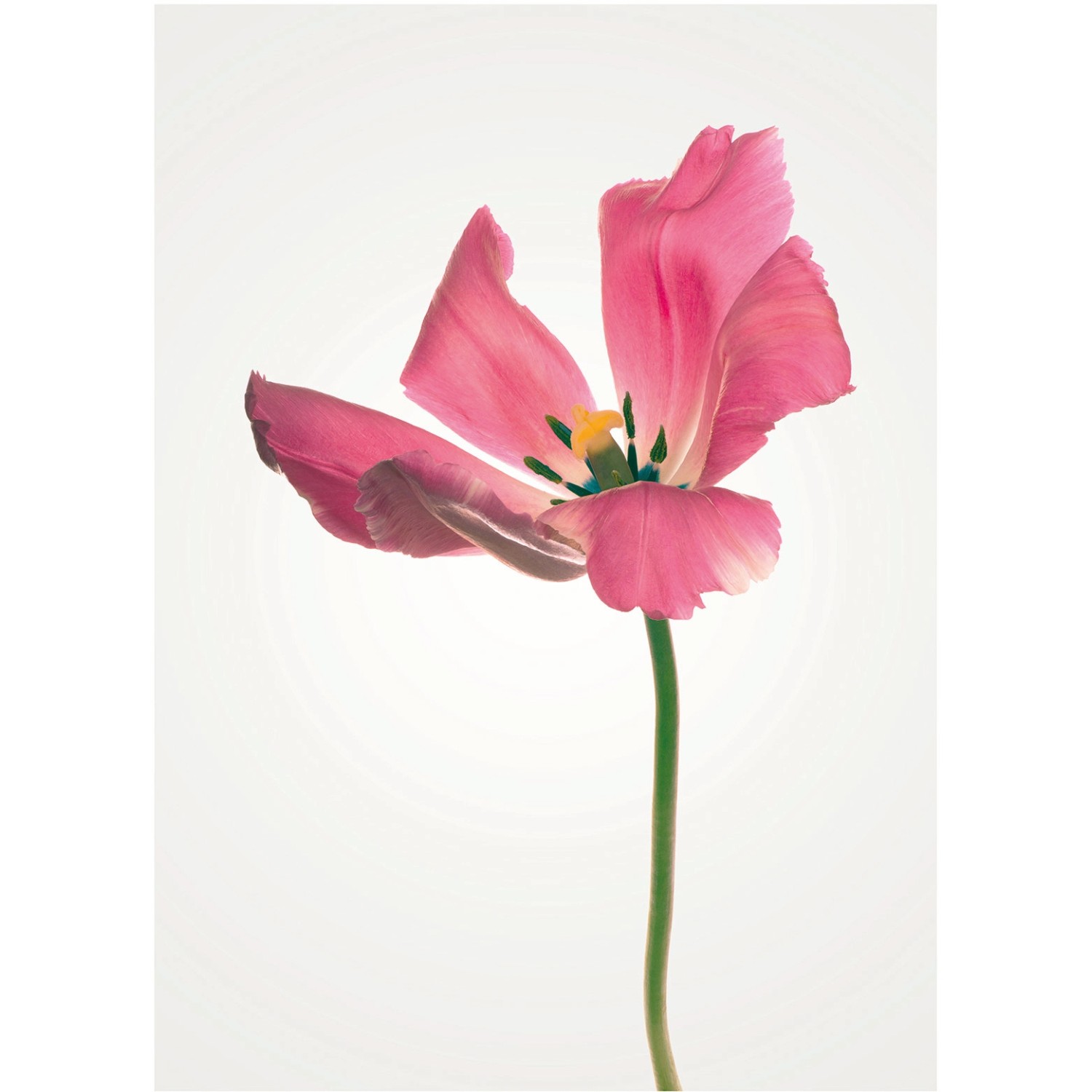 Komar Wandbild Tulip 30 x 40 cm günstig online kaufen