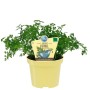 Blu Bio-Kerbel im Topf (Ø 12cm). Würziger Kerbel mit zarten, grünen Blättern im gelben Topf.