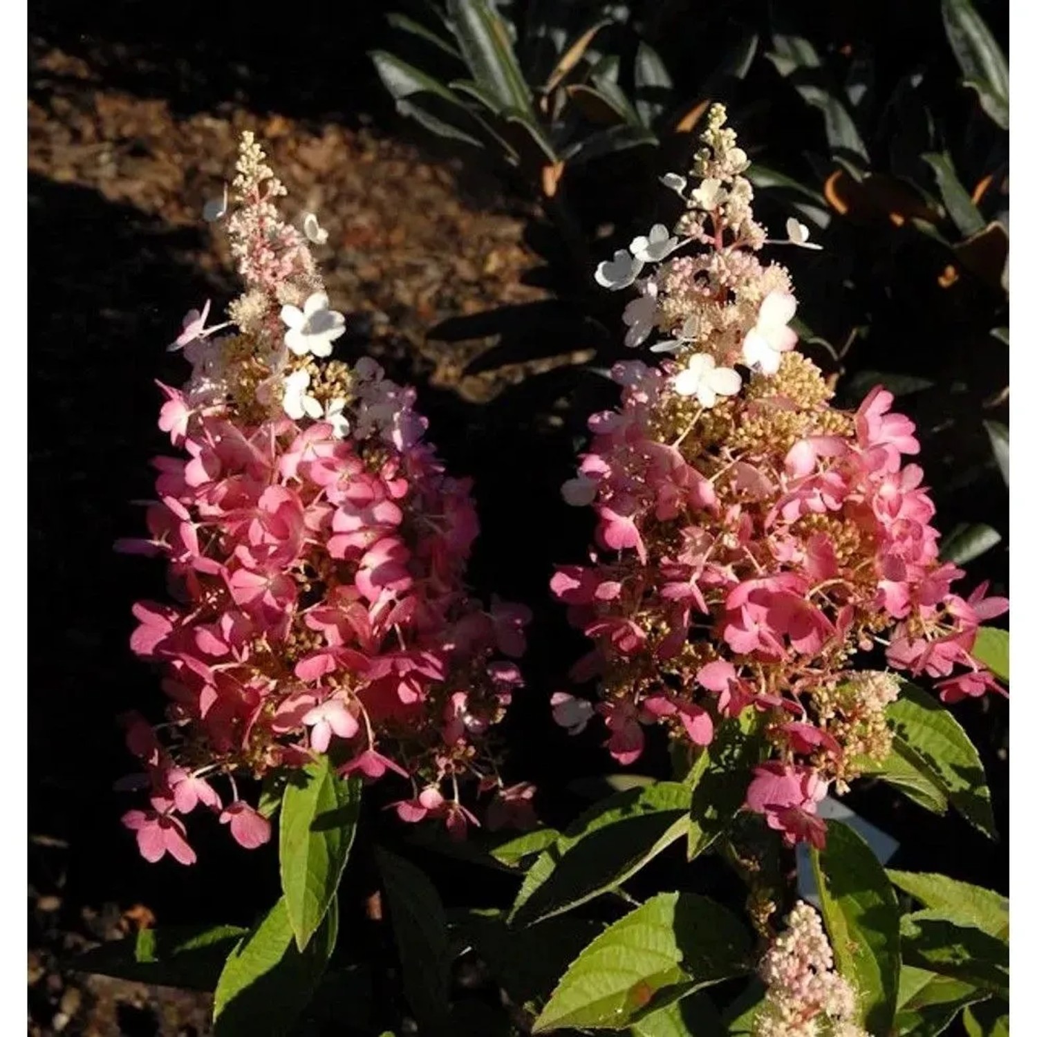 Hochstamm Rispenhortensie Pinky Winky 80-100cm - Hydrangea paniculata