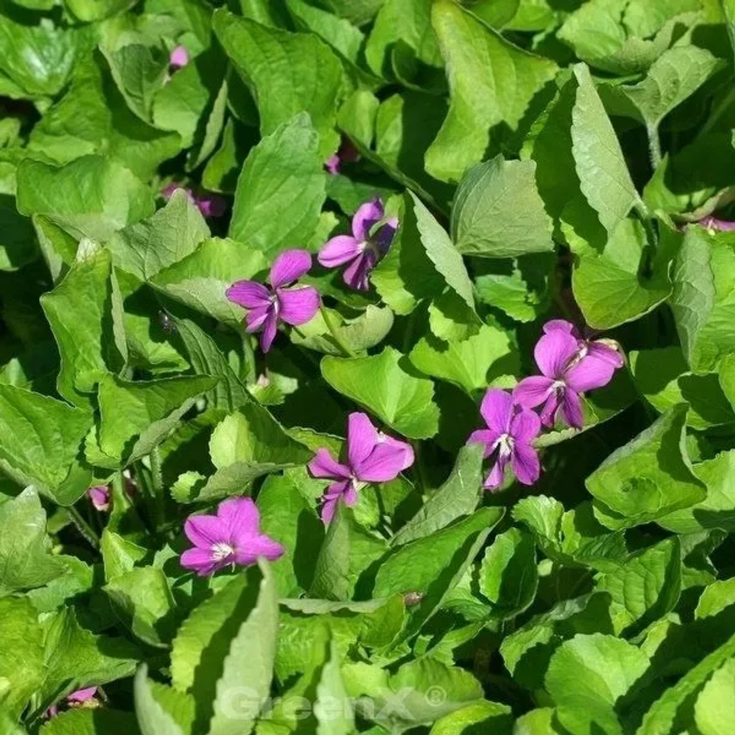Duftveilchen Red Charm - Viola odorata