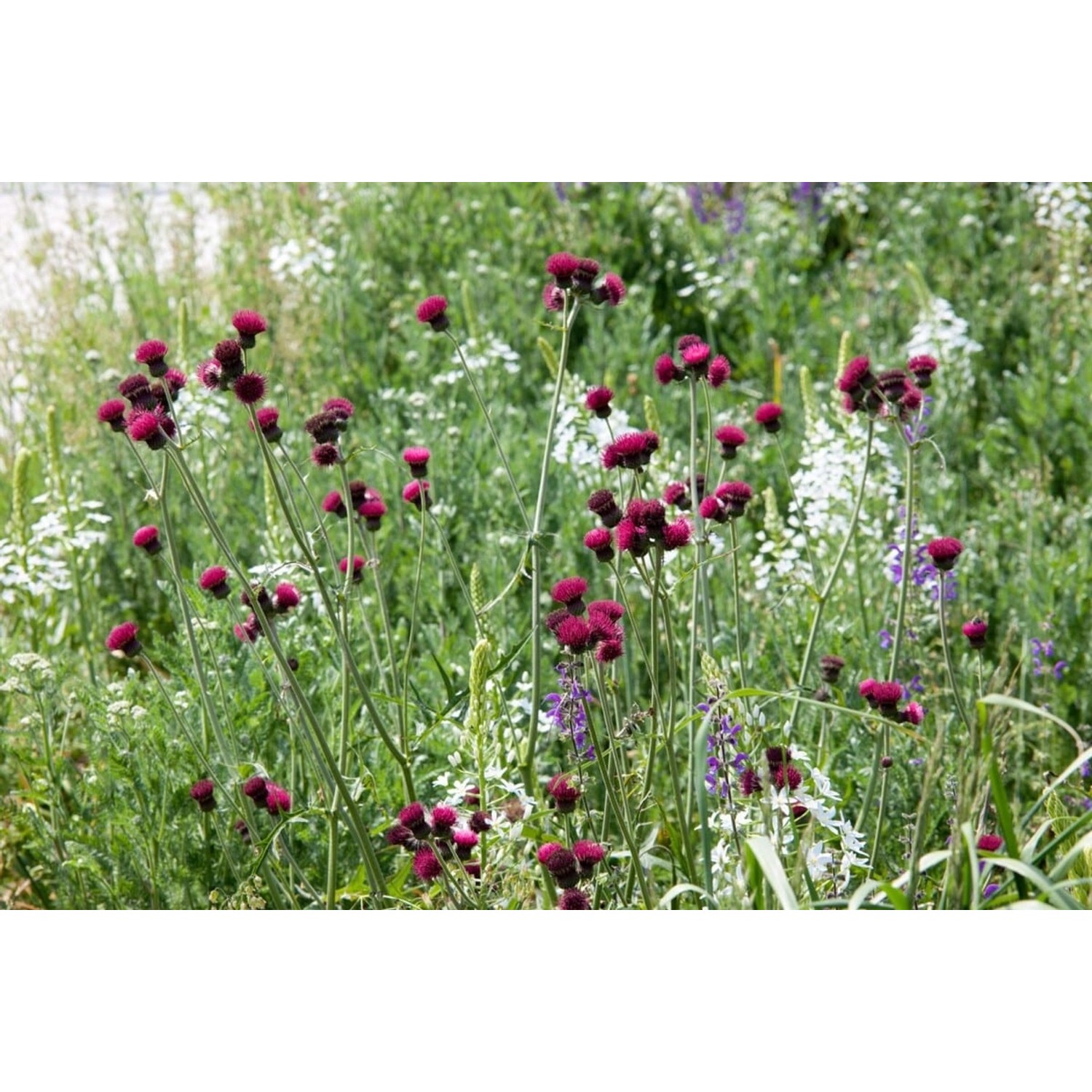 Cirsium Rivulare Atropurpureum Bachkratzdistel Ca. 11x11 cm Topf günstig online kaufen