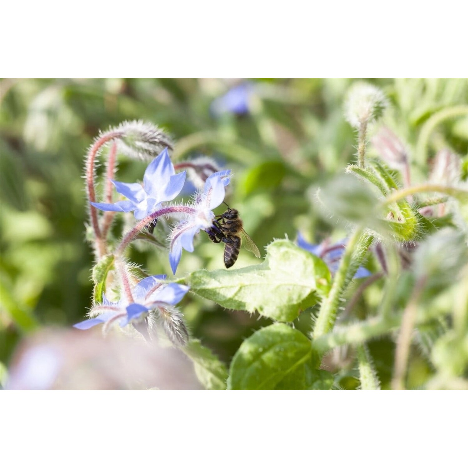 Borago Officinalis Borretsch Ca. 9x9 cm Topf günstig online kaufen