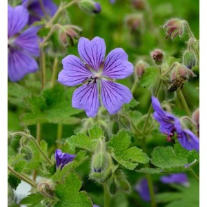 Kaukasus-Storchschnabel 'Terre Franche' mit lila Blüte und grünen Blättern.