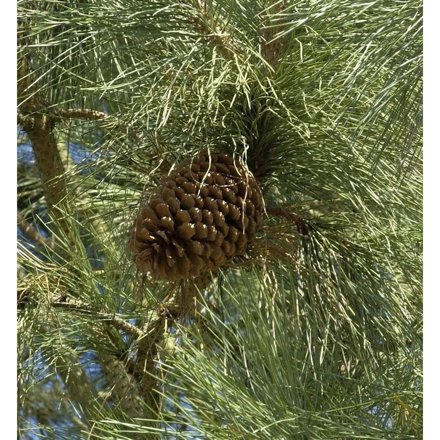 Jeffrey-Kiefer 60-80cm - Pinus jeffreyi