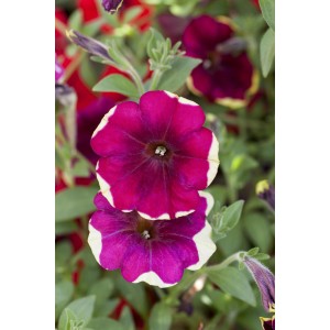 Nahaufnahme: GROW by OBI Petunie Painted Love mit zweifarbigen Blüten im Topf.