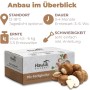 Hawlik Pilzbrut Champignon Zuchtset mit weißen und braunen Champignons, inklusive Anbau-Informationen.