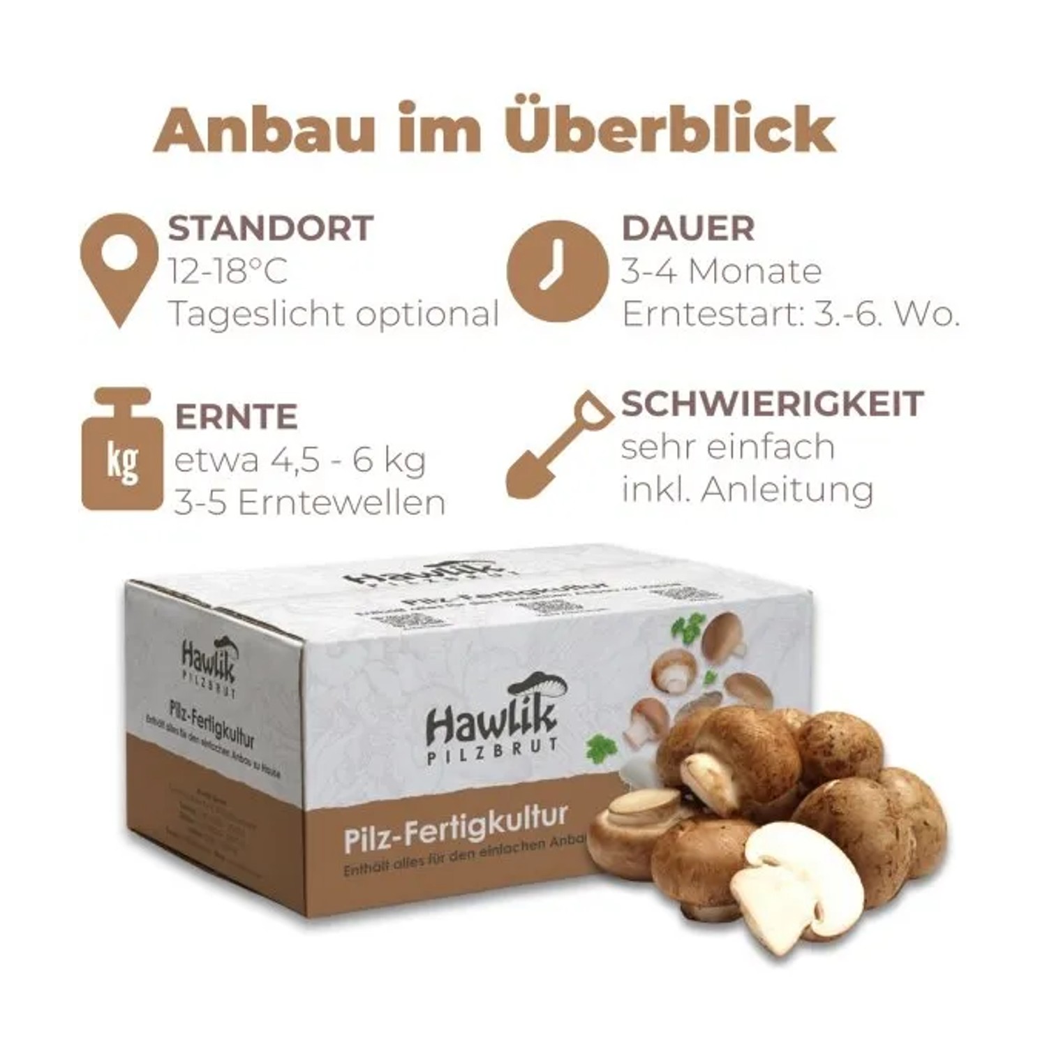 Hawlik Pilzbrut Champignon Zuchtset mit weißen und braunen Champignons, inklusive Anbau-Informationen.