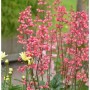 Purpurglöckchen 'Ruby Bells': Staude mit filigranen, rubinroten Blütenrispen im Garten.