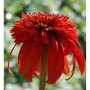 Nahaufnahme einer roten Echinacea purpurea 'Hot Papaya' Staude.