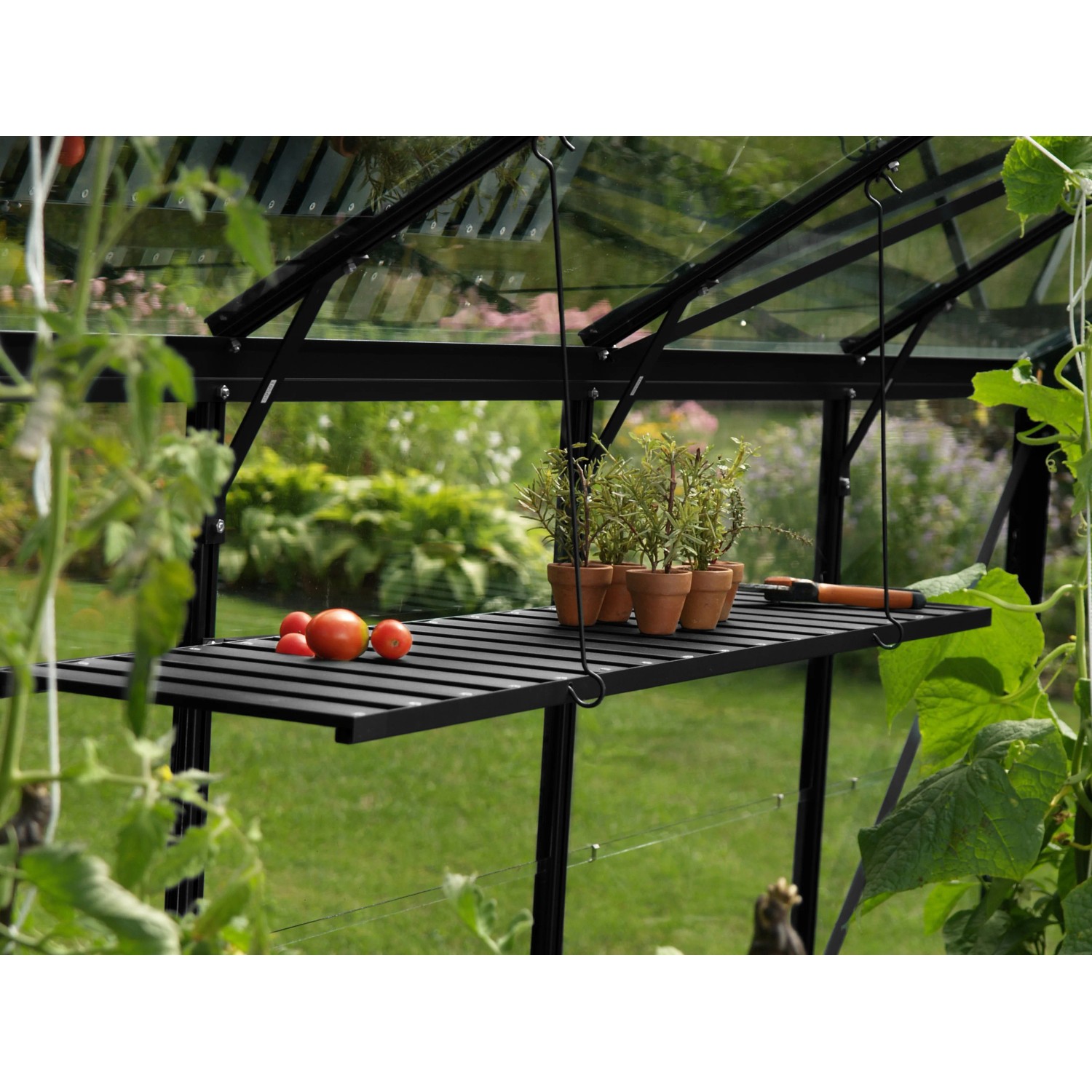 Schwarzes, abklappbares Aluregal (120x30cm) im Gewächshaus mit Pflanzen und Tomaten.