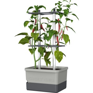 Gusta Garden Anzuchtsgefäß Charly Chili, 10L, hellgrau, mit Rankhilfe und Chilipflanzen.