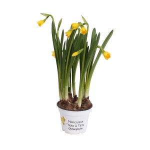 Gelbe Alpenveilchen-Narzisse 'Tete a Tete' im Topf, eine frühlingshafte Osterglocke.