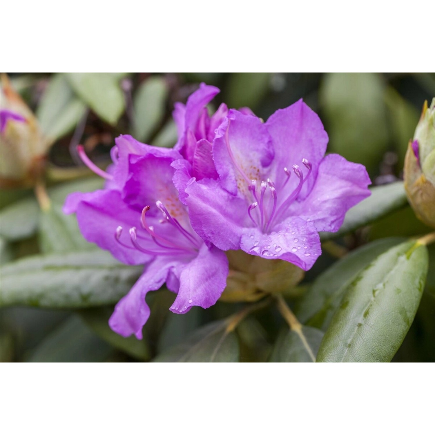 Rhododendron Hybr. Catawbiense Boursault Lila Blüten 90–100 cm günstig online kaufen