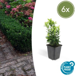 6er Set Exotenherz Kriechspindel 'Green Spire' im 9cm Topf, ideal als Bodendecker.