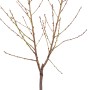 Junge OBI Nektarine im Topf, ca. 80-100cm hoch. Ideal für sonnige Standorte.