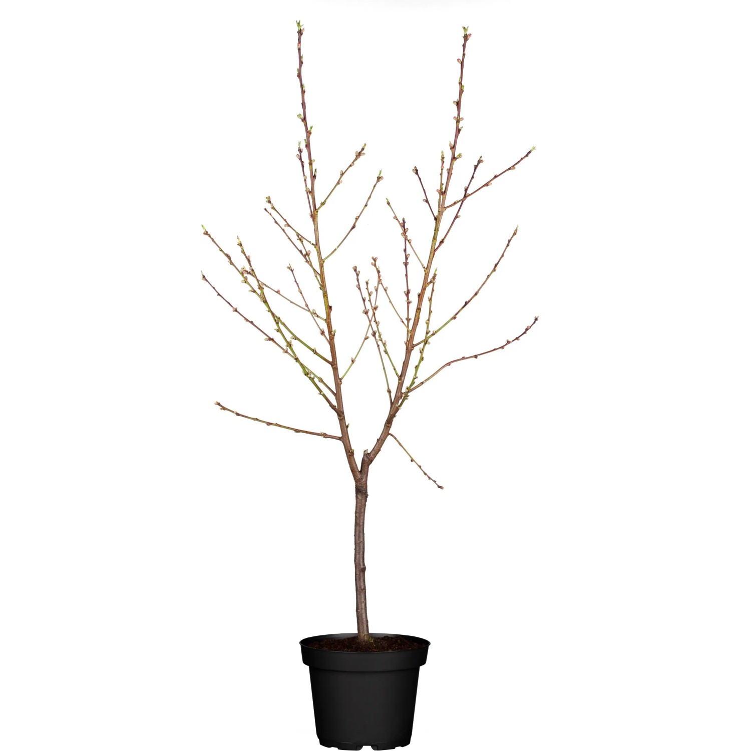 Junge OBI Nektarine im Topf, ca. 80-100cm hoch. Ideal für sonnige Standorte.